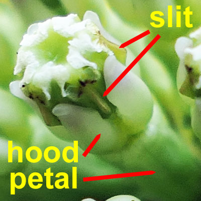 Asclepias viridiflora - Green Comet  milkweed  - flower structure, morphology, hood, gynostegium, fused male female parts, stigmatic slit,  