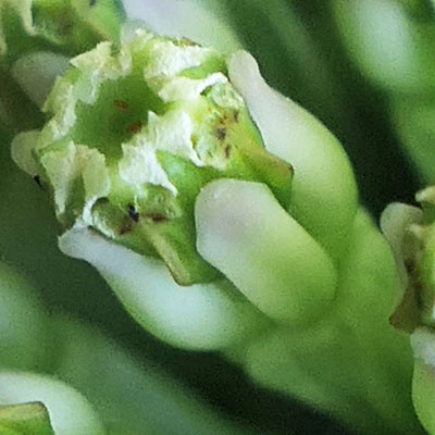 Asclepias viridiflora - Green Comet  milkweed  - flower structure, morphology, hood, gynostegium, fused male female parts, stigmatic slit 