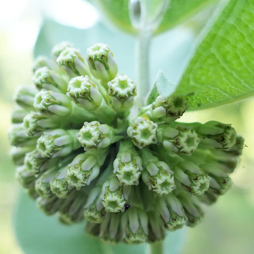 Asclepias viridiflora - Green Comet  milkweed  - inflorescence