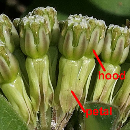 Asclepias viridiflora - Green Comet  milkweed  - flower close up, structure, hood, gynostegium, fused male female parts, reflexed petals