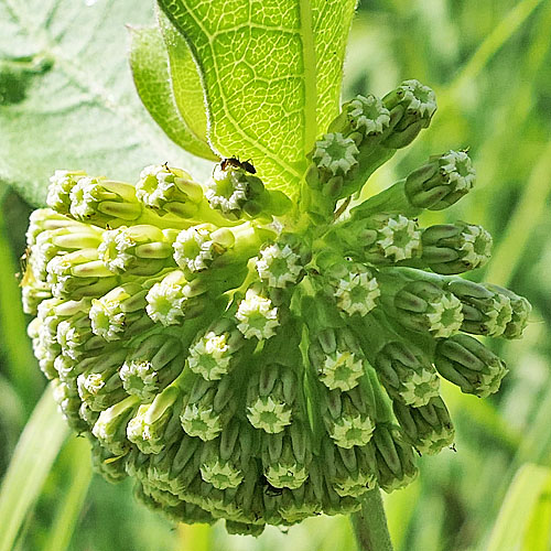 Asclepias viridiflora - Green Comet  milkweed  - inflorescence