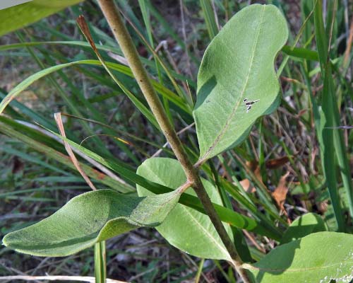 Asclepias viridiflora - Green Comet  milkweed  - leaf: redish midrib and venation 