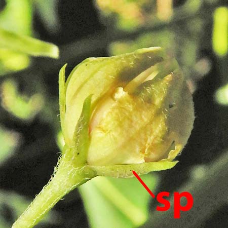 Asclepias exaltata - Poke  milkweed, flower bud, sepals