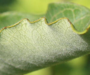 Asclepias purpurascens - Purple milkweed  - leaf: underside paler and hairy