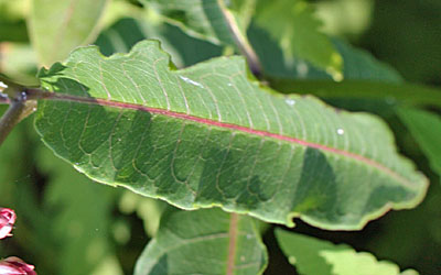 Asclepias purpurascens - Purple milkweed  - leaf: redish midrib and venation 