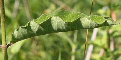 Asclepias purpurascens - Purple milkweed  - leaf:  wavy edges 
