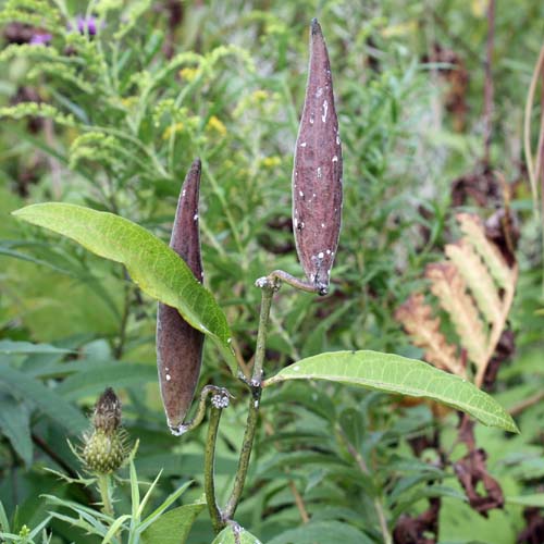 Asclepias purpurascens - Purple milkweed  - seed pods, follicles