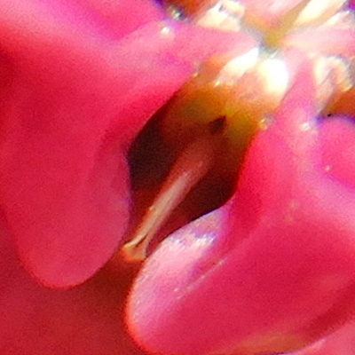 Asclepias purpurascens - Purple milkweed  - flower -close up of the slit and the corpusculum (dark spot)