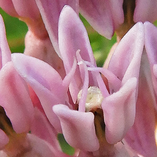 Asclepias rubra - Red   milkweed, flower close up 