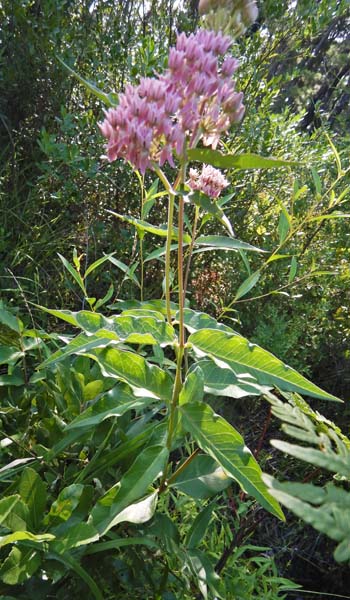 Asclepias rubra - Red   milkweed  - plant 
