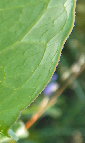 Asclepias rubra - Red   milkweed, leaves, hairs
