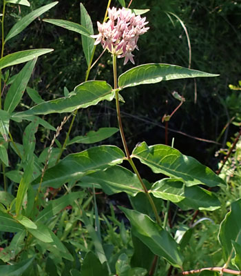 Asclepias rubra - Red   milkweed  - plant 