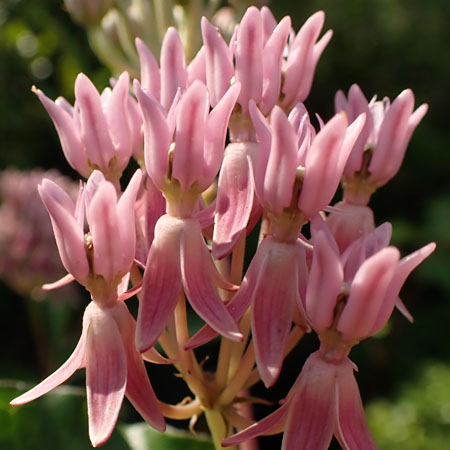 Red Milkweed - Asclepias rubra