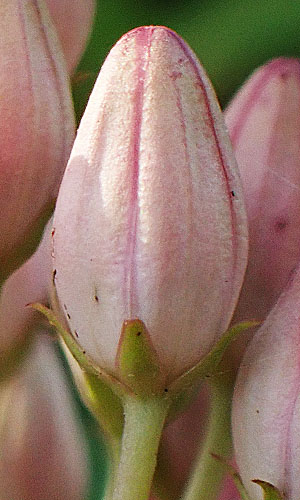 Asclepias rubra - Red   milkweed, flower bud, sepals