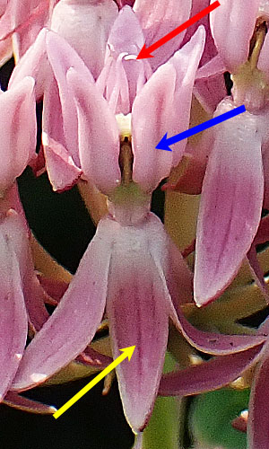 Asclepias rubra - Red   milkweed, flower close up, petal, hood, horn