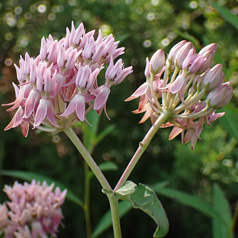 Asclepias rubra - Red   milkweed  - inflorescence