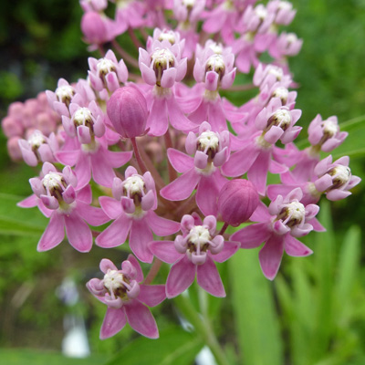 The Native Plant Society of New Jersey