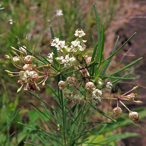 Asclepias verticillata - Whorled   milkweed  - inflorescence