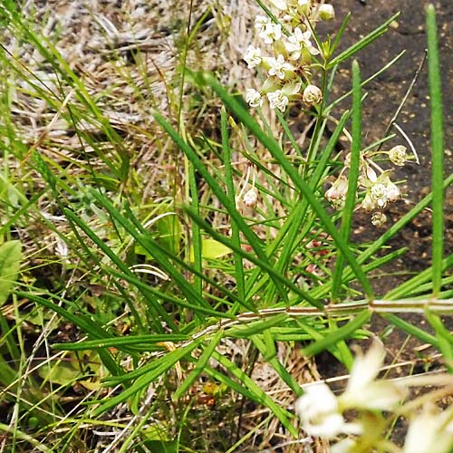 Asclepias verticillata - Whorled   milkweed, leaves