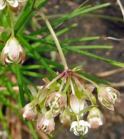 Asclepias verticillata - Whorled   milkweed  - inflorescence