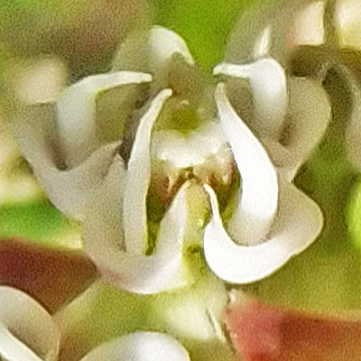 Asclepias verticillata - Whorled   milkweed, flower close up, structure, hood, horn