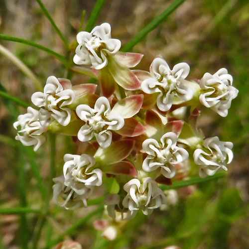 Whorled Milkweed - Asclepias verticillata
