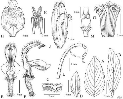 Monarda punctata - Eastern horsemint - flower - diagram