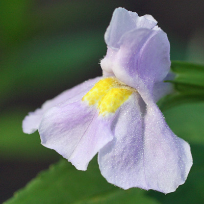 Mimulus ringens - Allegheny monkeyflower - flower - close up