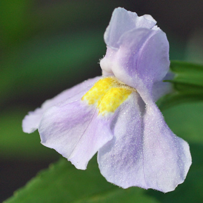 Mimulus ringens - Allegheny monkeyflower