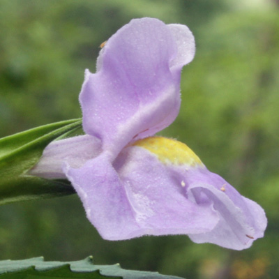 Mimulus ringens - Allegheny monkeyflower - flower - close up