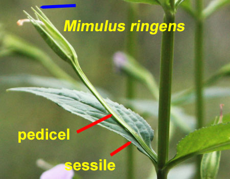 Mimulus alatus - Allegheny monkeyflower - identification keys