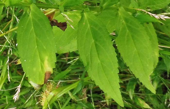 Mimulus ringens - Allegheny monkeyflower - leaves