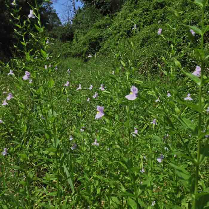 Mimulus ringens - Allegheny monkeyflower - habitat