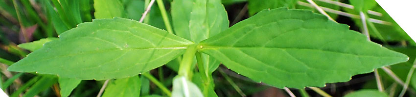 Mimulus ringens - Allegheny monkeyflower - leaves
