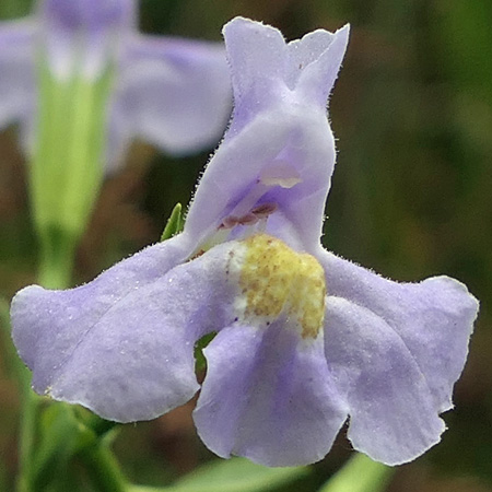 Mimulus ringens - Allegheny monkeyflower - flower - close up