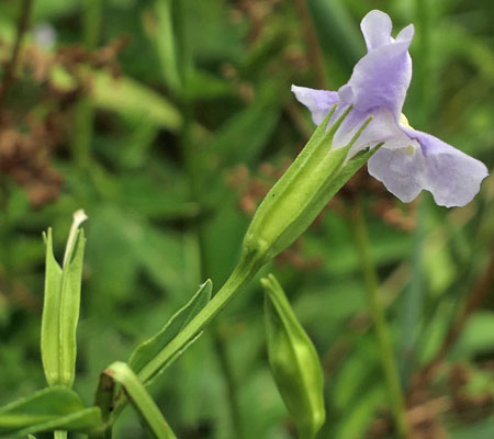 Mimulus ringens - Allegheny monkeyflower - flower - calyx