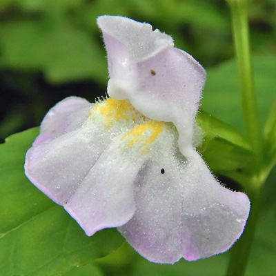 Mimulus alatus - winged monkeyflower - flower - close up