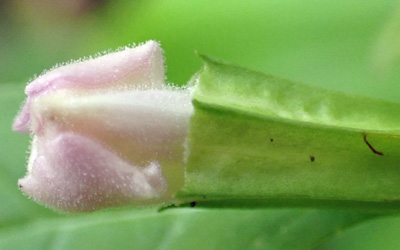 Mimulus alatus - winged monkeyflower - flower - stigma, anthers