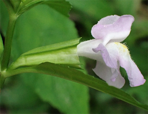 Mimulus alatus - winged monkeyflower - flower - calyx