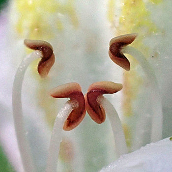 Mimulus alatus - winged monkeyflower - flower - close up