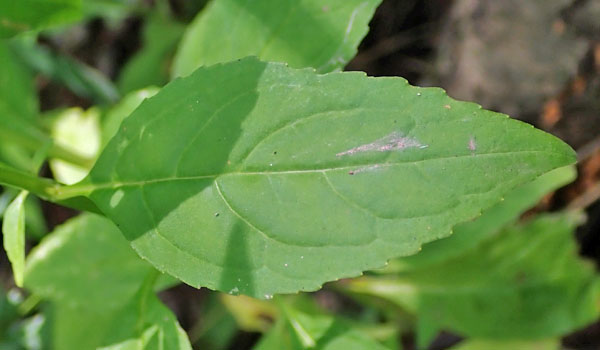 Mimulus alatus - winged monkeyflower - leaves