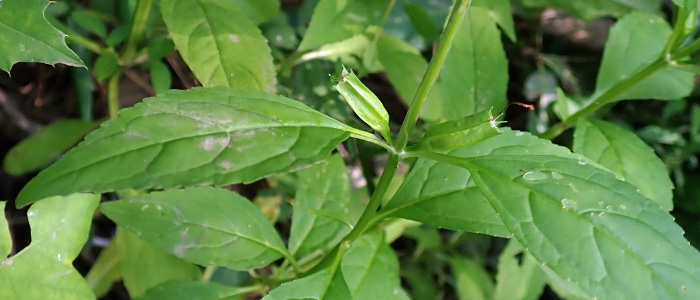 Mimulus alatus - winged monkeyflower - leaves