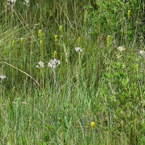 Narthecium americanum - Bog Asphodel growing in bog with other plants like goldcrest (Lophiola aurea)