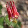 <i>Aquilegia canadensis</i> ( Wild Columbine ) - These delicate flowers are about 1.5 inches long