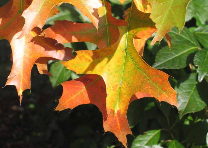 Quercus palustris (Pin Oak)