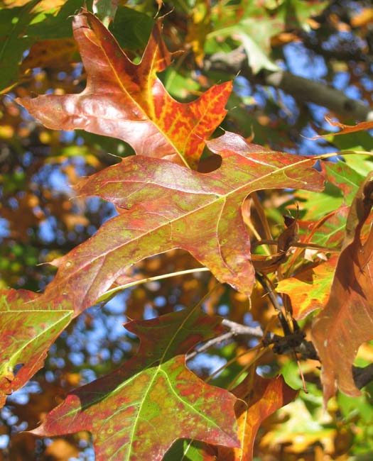 Quercus palustris (Pin Oak)