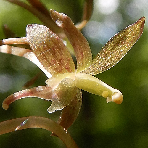 Tipularia discolor - Cranefly orchid  - flower structure, closeup, petals, sepals, column 