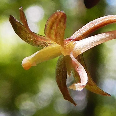 Tipularia discolor - Cranefly orchid  - flower structure, morphology, petals, sepals, column 
