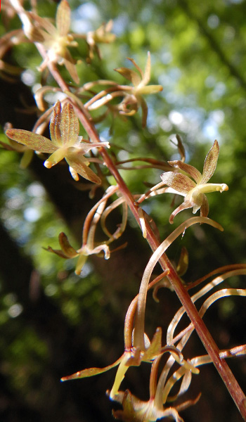 Tipularia discolor - Cranefly orchid  - inflorescence, raceme