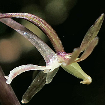 Tipularia discolor - Cranefly orchid  - flower structure, closeup, spur 